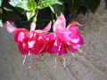 fleur.100.JPG (40140 octets)
