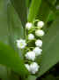 fleur.49.JPG (24052 octets)
