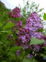 fleur.50.JPG (53992 octets)