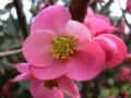 fleur.53.JPG (28222 octets)