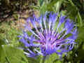 fleur.54.JPG (43624 octets)