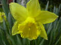 fleur.55.JPG (25602 octets)