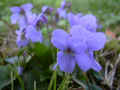 fleur.56.JPG (27239 octets)