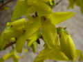fleur.57.JPG (21826 octets)