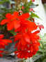 fleur.58.JPG (45053 octets)