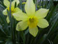 fleur.59.JPG (26993 octets)