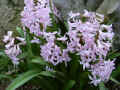 fleur.61.JPG (57703 octets)