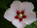 fleur.62.JPG (22184 octets)
