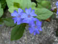 fleur.64.JPG (27963 octets)