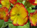 fleur.65.JPG (39688 octets)