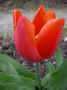 fleur.66.JPG (25781 octets)