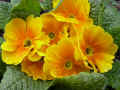 fleur.67.JPG (42578 octets)