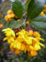 fleur.68.JPG (35181 octets)