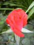fleur.70.JPG (24120 octets)