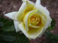 fleur.71.JPG (21695 octets)