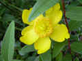 fleur.73.JPG (29458 octets)