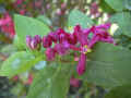 fleur.74.JPG (32279 octets)