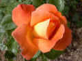 fleur.75.JPG (30940 octets)