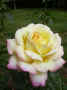 fleur.76.JPG (28864 octets)