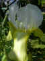 fleur.78.JPG (32139 octets)