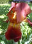 fleur.79.JPG (43141 octets)