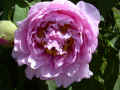 fleur.80.JPG (38845 octets)