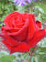 fleur.81.JPG (29518 octets)