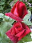 fleur.82.JPG (41527 octets)