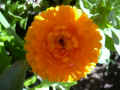 fleur.83.JPG (32529 octets)