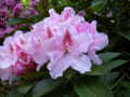 fleur.84.JPG (40244 octets)