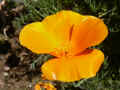 fleur.85.JPG (33690 octets)