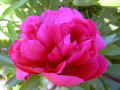 fleur.86.JPG (32861 octets)
