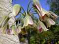 fleur.87.JPG (37604 octets)