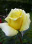 fleur.88.JPG (24143 octets)