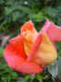 fleur.89.JPG (27288 octets)