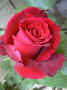 fleur.90.JPG (30305 octets)