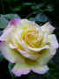 fleur.91.JPG (26686 octets)
