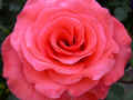 fleur.92.JPG (29920 octets)