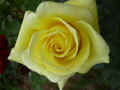 fleur.93.JPG (24288 octets)