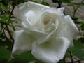 fleur.95.JPG (26190 octets)