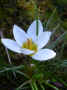 fleur.96.JPG (30842 octets)
