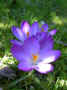 fleur.97.JPG (35674 octets)