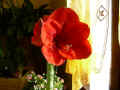 fleur.98.JPG (32806 octets)