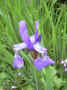 fleur.99.JPG (34779 octets)