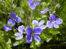 fleur00.JPG (41501 octets)