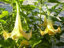 fleur01.jpg (64243 octets)