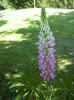 fleur03.jpg (45608 octets)