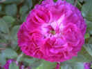 fleur04.jpg (34320 octets)