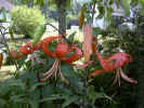 fleur05.jpg (61890 octets)