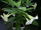 fleur06.jpg (36085 octets)
